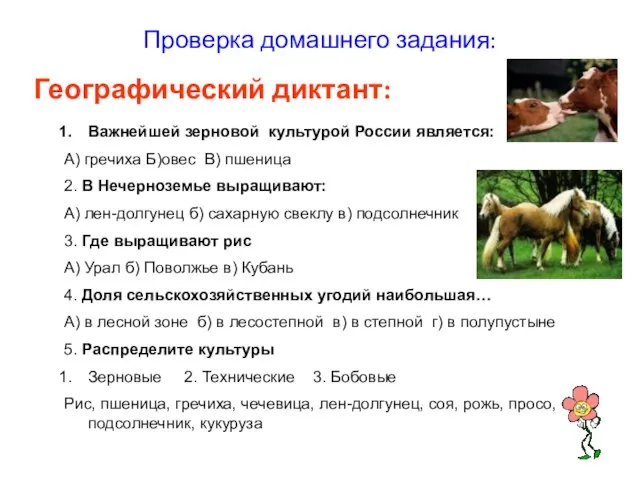 Проверка домашнего задания: Географический диктант: Важнейшей зерновой культурой России является: А) гречиха