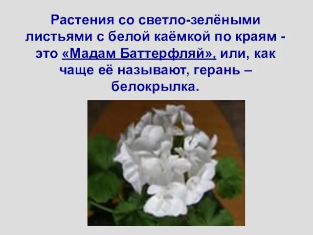 Растения со светло-зелёными листьями с белой каёмкой по краям - это «Мадам