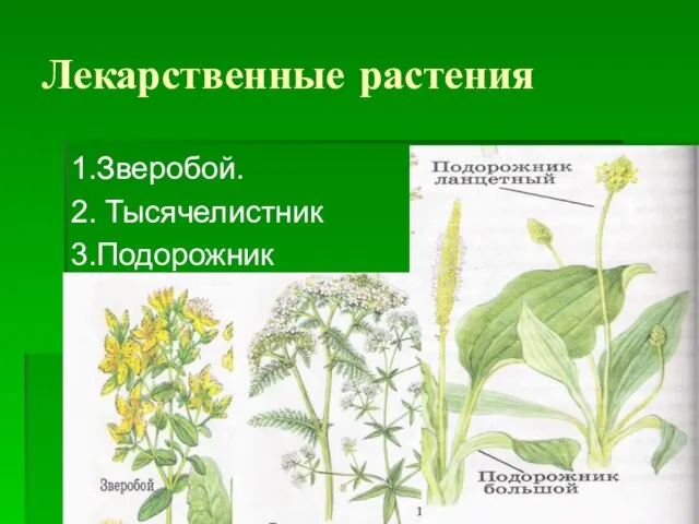 Лекарственные растения 1.Зверобой. 2. Тысячелистник 3.Подорожник