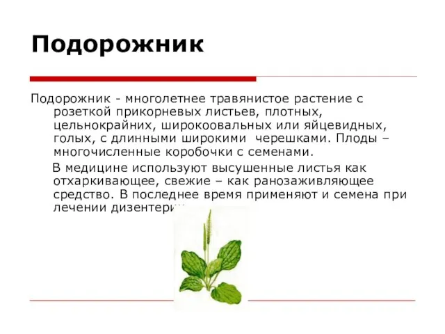 Подорожник Подорожник - многолетнее травянистое растение с розеткой прикорневых листьев, плотных, цельнокрайних,