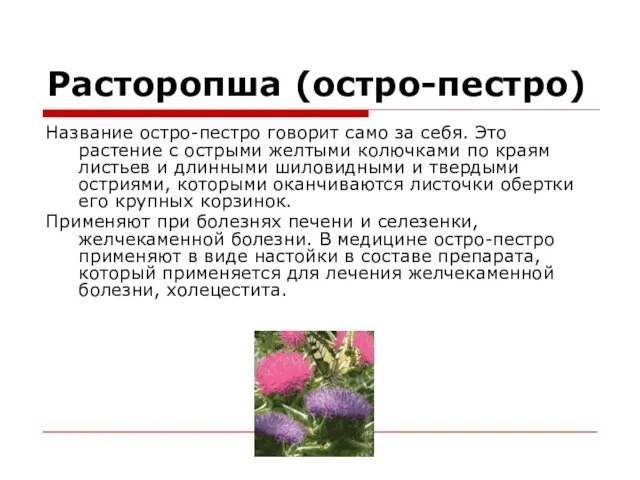 Расторопша (остро-пестро) Название остро-пестро говорит само за себя. Это растение с острыми