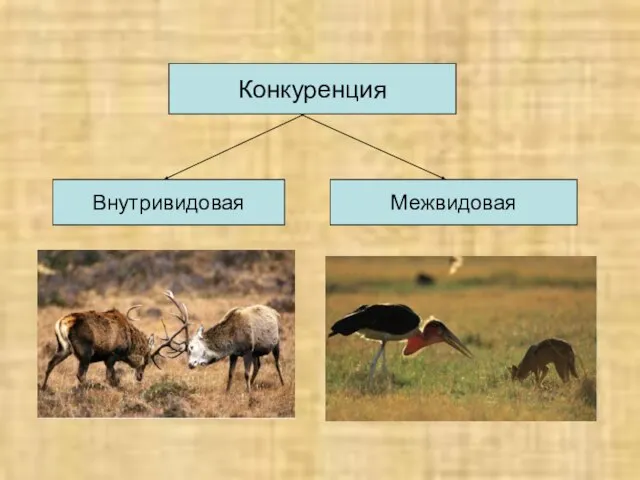 Конкуренция Внутривидовая Межвидовая