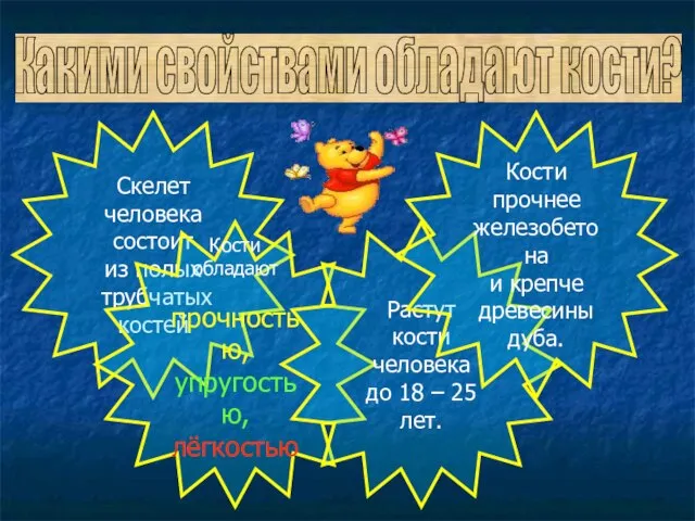 Какими свойствами обладают кости? Скелет человека состоит из полых трубчатых костей Кости