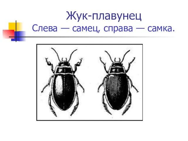 Жук-плавунец Слева — самец, справа — самка.