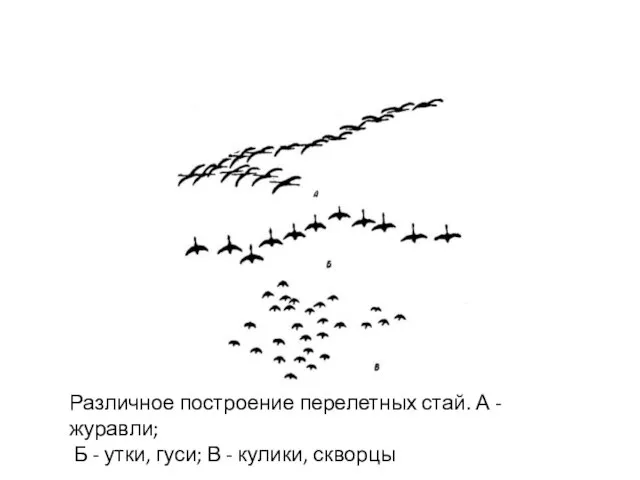 Различное построение перелетных стай. А - журавли; Б - утки, гуси; В - кулики, скворцы