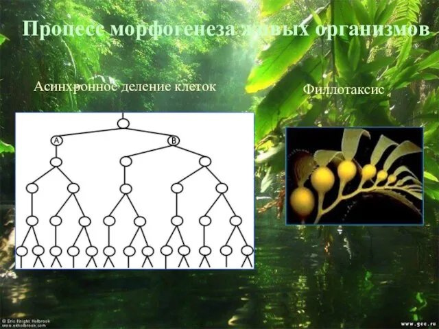 Процесс морфогенеза живых организмов Асинхронное деление клеток Филлотаксис