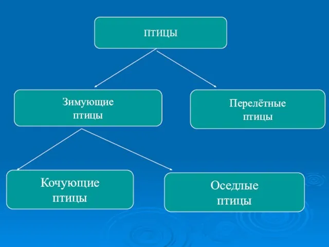 ПТИЦЫ Зимующие птицы Перелётные птицы Кочующие птицы Оседлые птицы