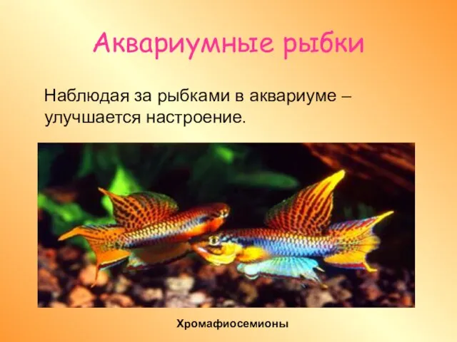 Аквариумные рыбки Наблюдая за рыбками в аквариуме –улучшается настроение. Хромафиосемионы
