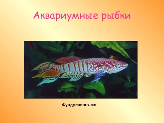 Аквариумные рыбки Фундулопанхакс