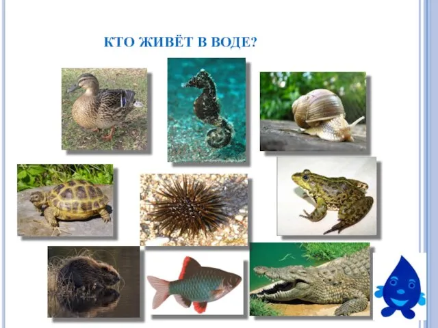 КТО ЖИВЁТ В ВОДЕ?