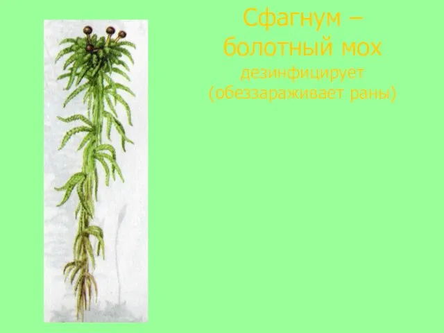 Сфагнум –болотный мох дезинфицирует (обеззараживает раны)
