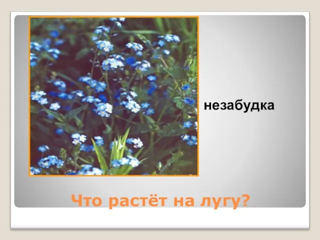 Что растёт на лугу? незабудка