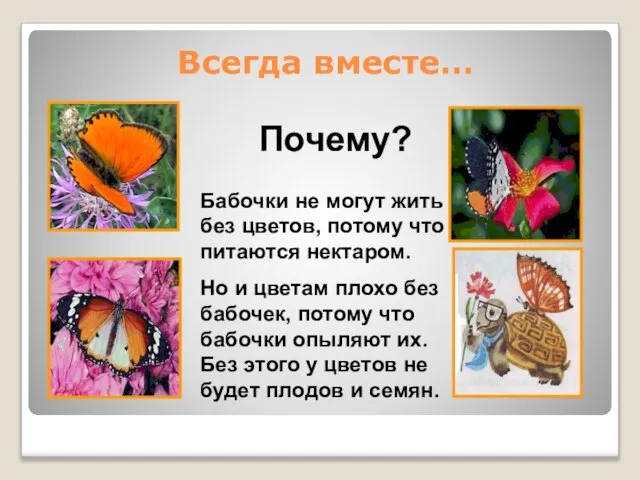 Всегда вместе… Бабочки не могут жить без цветов, потому что питаются нектаром.