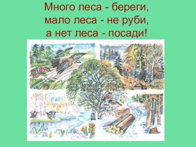 Много леса - береги, мало леса - не руби, а нет леса - посади!