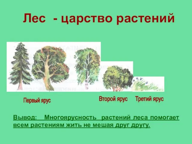 Лес - царство растений Первый ярус Второй ярус Третий ярус Вывод: Многоярусность