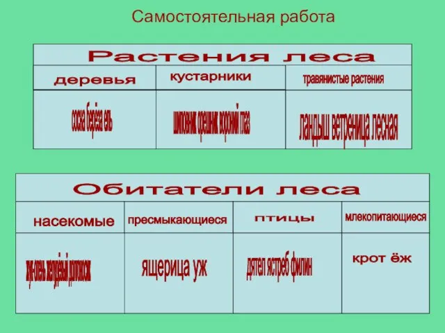 Самостоятельная работа сосна берёза ель Растения леса сосна берёза ель шиповник орешник