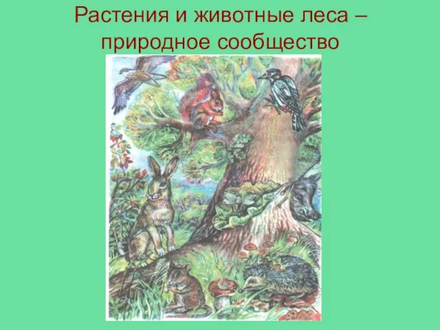 Растения и животные леса – природное сообщество