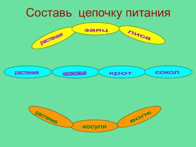 Составь цепочку питания