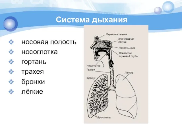 Система дыхания носовая полость носоглотка гортань трахея бронхи лёгкие