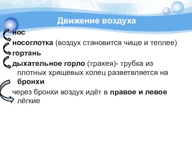 Движение воздуха нос носоглотка (воздух становится чище и теплее) гортань дыхательное горло