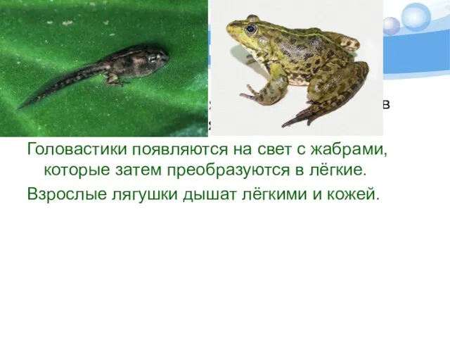 Это интересно Какое животное меняет жабры на лёгкие в ходе своего развития?