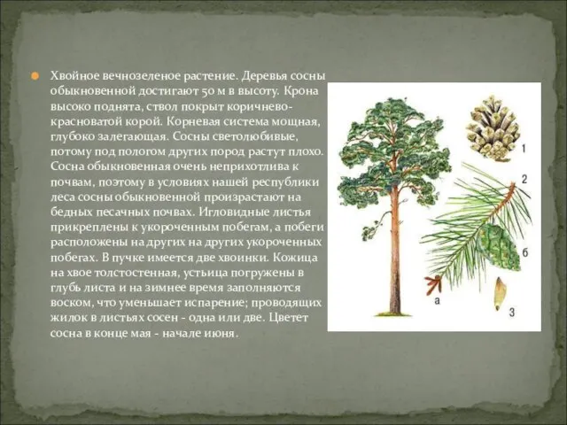 Хвойное вечнозеленое растение. Деревья сосны обыкновенной достигают 50 м в высоту. Крона