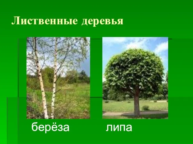 Лиственные деревья берёза липа