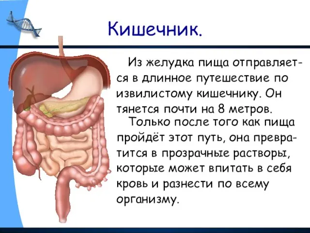 Кишечник. Из желудка пища отправляет- ся в длинное путешествие по извилистому кишечнику.