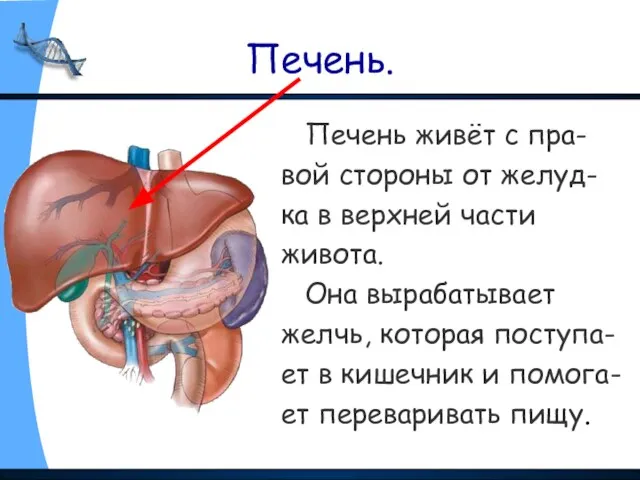 Печень. Печень живёт с пра- вой стороны от желуд- ка в верхней