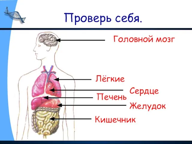 Проверь себя. Головной мозг Лёгкие Сердце Печень Желудок Кишечник