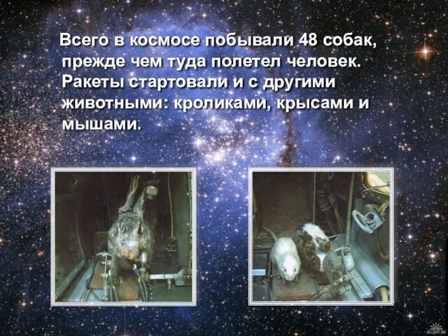 Всего в космосе побывали 48 собак, прежде чем туда полетел человек. Ракеты