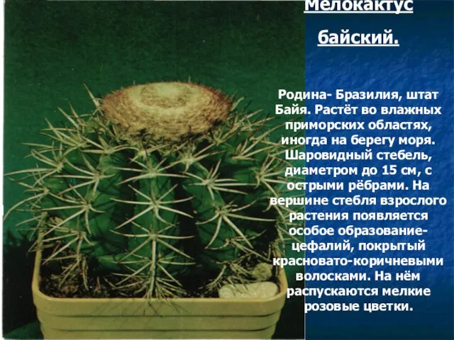 Мелокактус байский. Родина- Бразилия, штат Байя. Растёт во влажных приморских областях, иногда