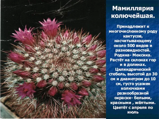 Мамиллярия колючейшая. Принадлежит к многочисленному роду кактусов, насчитывающему около 500 видов и