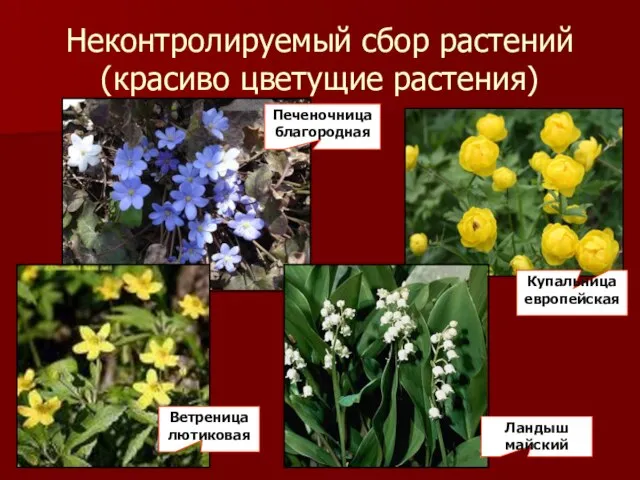 Неконтролируемый сбор растений (красиво цветущие растения) Печеночница благородная Ветреница лютиковая Купальница европейская Ландыш майский