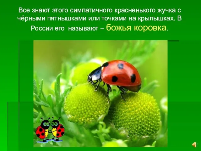 Все знают этого симпатичного красненького жучка с чёрными пятнышками или точками на