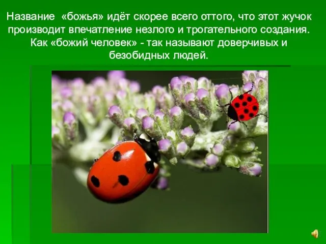 Название «божья» идёт скорее всего оттого, что этот жучок производит впечатление незлого