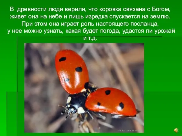 В древности люди верили, что коровка связана с Богом, живет она на