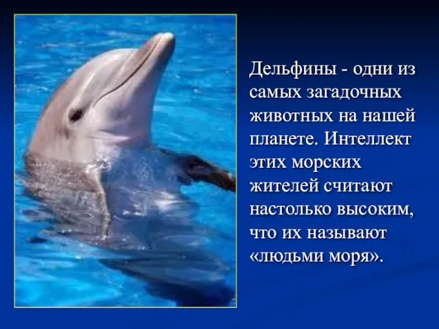 Дельфины - одни из самых загадочных животных на нашей планете. Интеллект этих