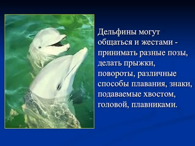 Дельфины могут общаться и жестами - принимать разные позы, делать прыжки, повороты,