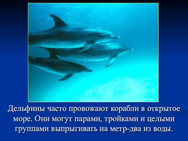 Дельфины часто провожают корабли в открытое море. Они могут парами, тройками и