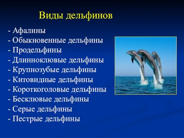 Виды дельфинов - Афалины - Обыкновенные дельфины - Продельфины - Длинноклювые дельфины