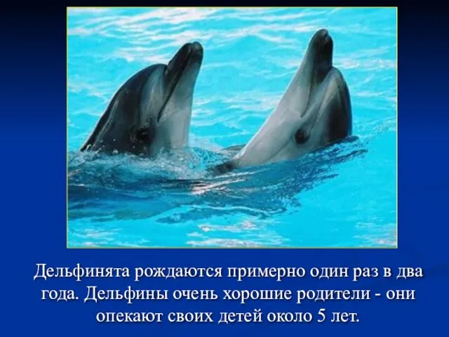 Дельфинята рождаются примерно один раз в два года. Дельфины очень хорошие родители