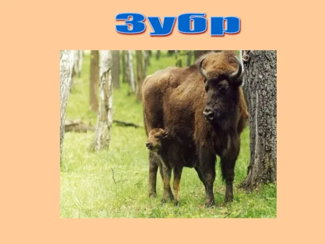 Зубр