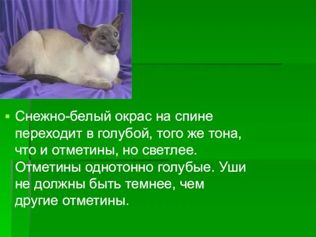 Снежно-белый окрас на спине переходит в голубой, того же тона, что и