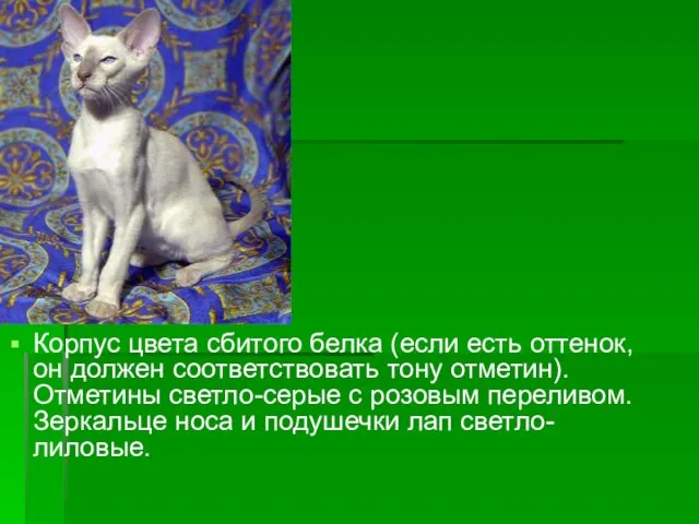 Корпус цвета сбитого белка (если есть оттенок, он должен соответствовать тону отметин).