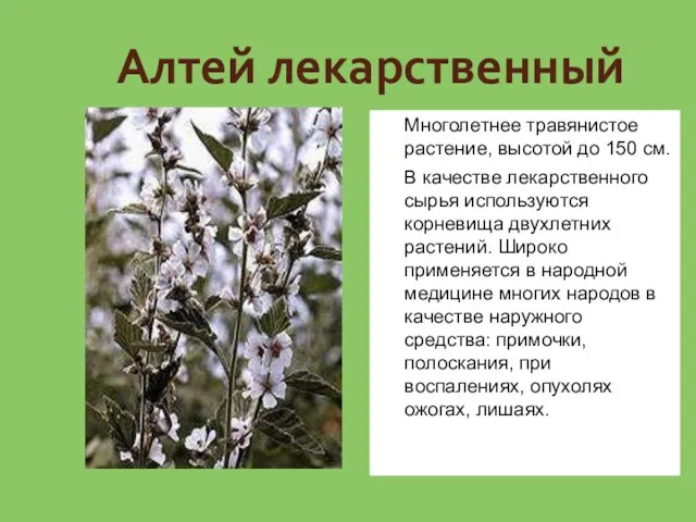 Алтей лекарственный Многолетнее травянистое растение, высотой до 150 см. В качестве лекарственного