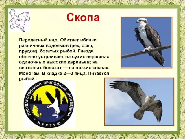 Скопа Перелетный вид. Обитает вблизи различных водоемов (рек, озер, прудов), богатых рыбой.