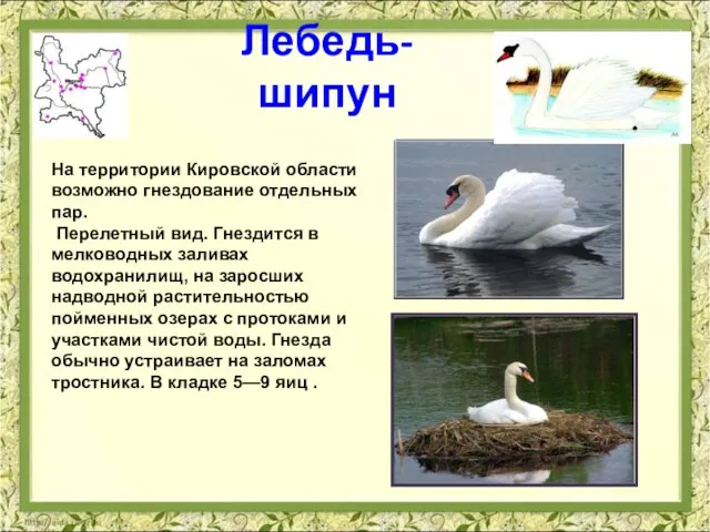 Лебедь-шипун На территории Кировской области возможно гнездование отдельных пар. Перелетный вид. Гнездится