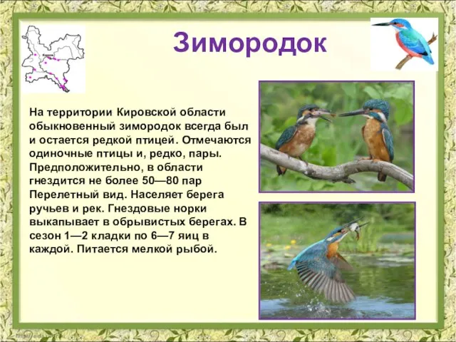 Зимородок На территории Кировской области обыкновенный зимородок всегда был и остается редкой