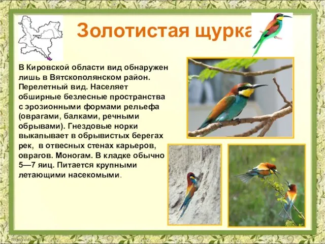 Золотистая щурка В Кировской области вид обнаружен лишь в Вятскополянском район. Перелетный